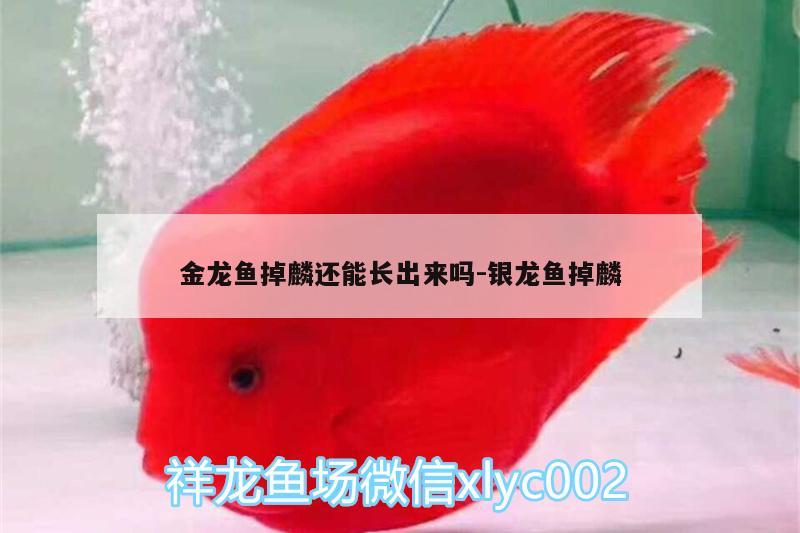 金龍魚掉麟還能長出來嗎:銀龍魚掉麟 銀龍魚