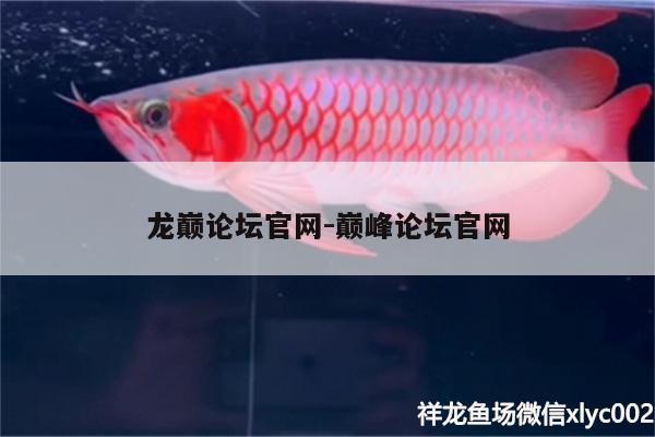 龍巔論壇官網(wǎng):巔峰論壇官網(wǎng) 馬拉莫寶石魚(yú)苗