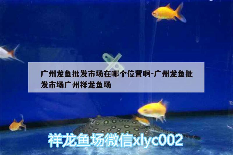 廣州龍魚批發(fā)市場在哪個位置啊:廣州龍魚批發(fā)市場廣州祥龍魚場