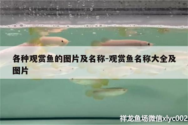 各種觀賞魚的圖片及名稱:觀賞魚名稱大全及圖片 福滿鉆魚