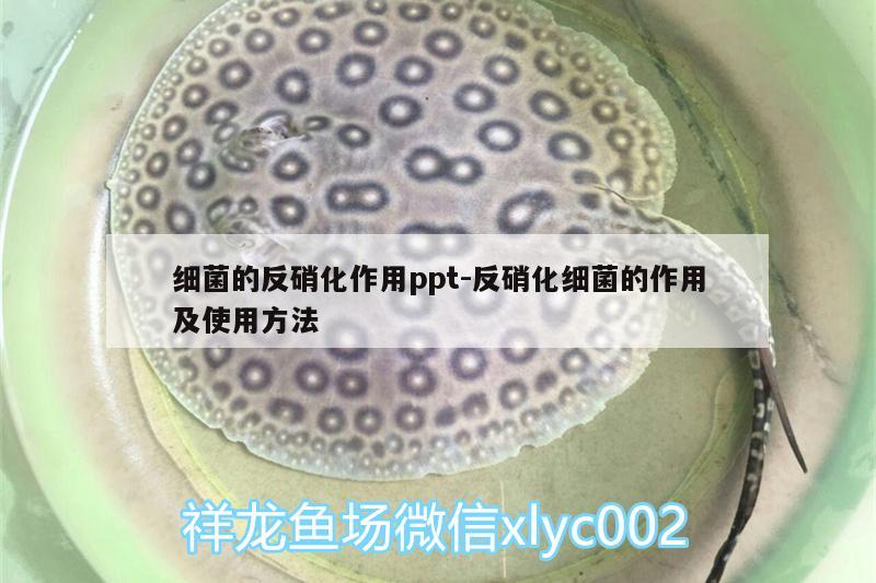 細(xì)菌的反硝化作用ppt:反硝化細(xì)菌的作用及使用方法 硝化細(xì)菌