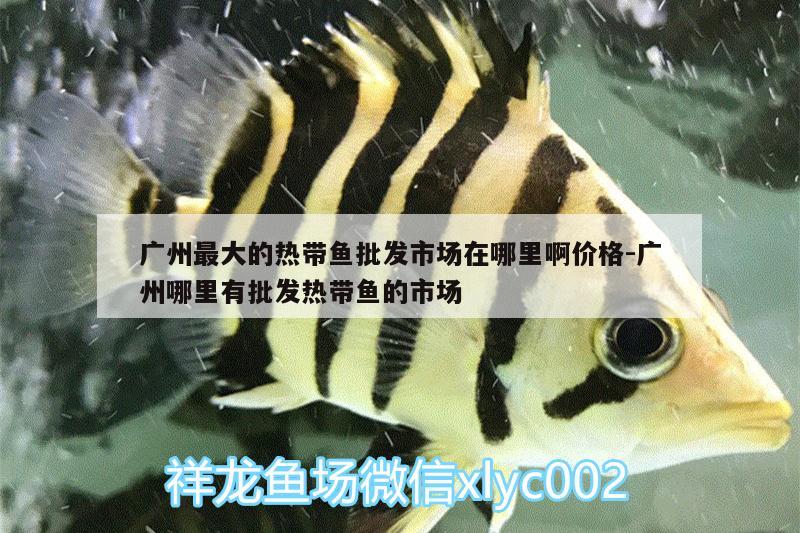 廣州最大的熱帶魚批發(fā)市場在哪里啊價(jià)格:廣州哪里有批發(fā)熱帶魚的市場