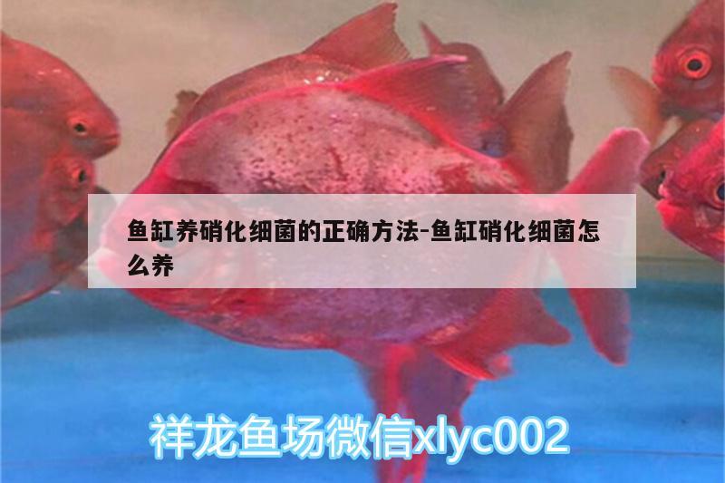 魚缸養(yǎng)硝化細(xì)菌的正確方法:魚缸硝化細(xì)菌怎么養(yǎng) 硝化細(xì)菌