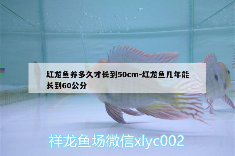 紅龍魚(yú)養(yǎng)多久才長(zhǎng)到50cm:紅龍魚(yú)幾年能長(zhǎng)到60公分 紅頭利魚(yú)