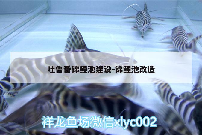 吐魯番錦鯉池建設:錦鯉池改造 赤荔鳳冠魚