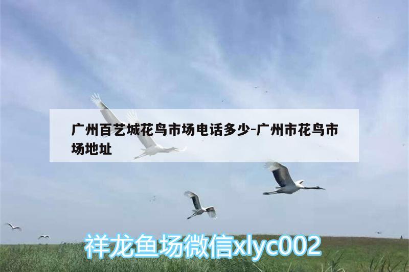 廣州百藝城花鳥市場電話多少:廣州市花鳥市場地址 名貴錦鯉魚