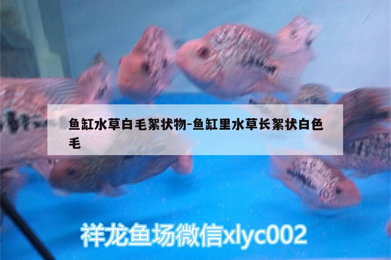 魚缸水草白毛絮狀物:魚缸里水草長(zhǎng)絮狀白色毛 水草