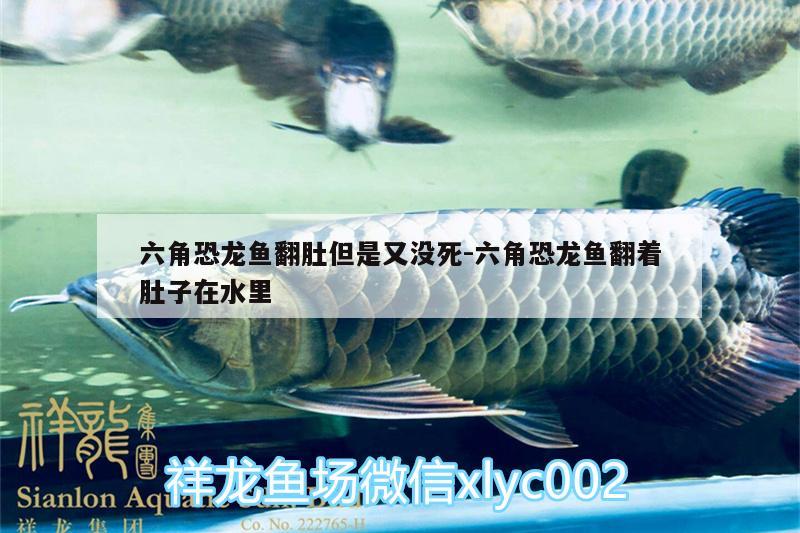 六角恐龍魚翻肚但是又沒死:六角恐龍魚翻著肚子在水里 一眉道人魚苗