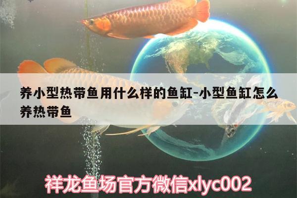 養(yǎng)小型熱帶魚用什么樣的魚缸:小型魚缸怎么養(yǎng)熱帶魚 伊巴卡魚