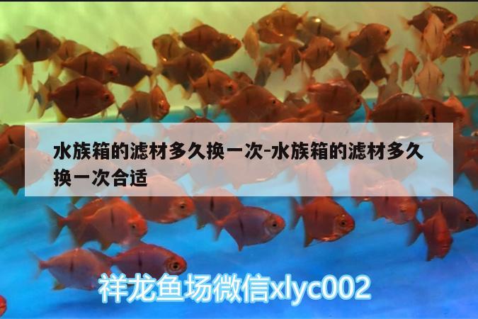 水族箱的濾材多久換一次:水族箱的濾材多久換一次合適