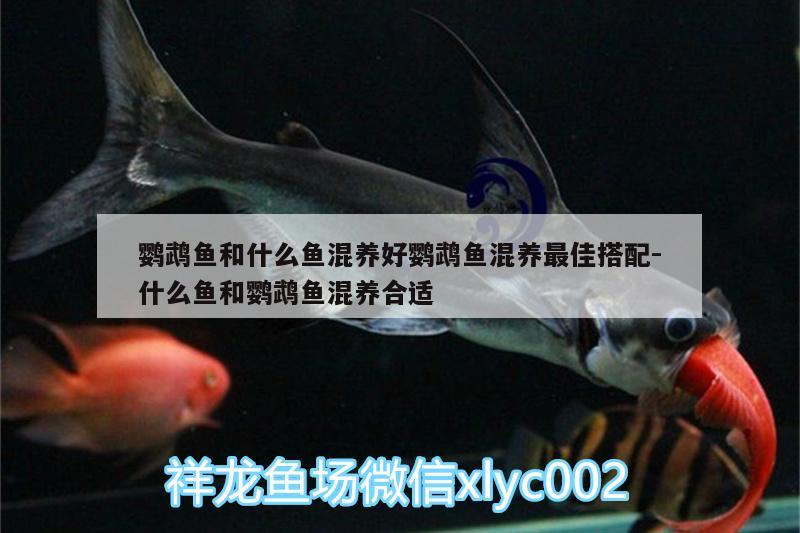 鸚鵡魚和什么魚混養(yǎng)好鸚鵡魚混養(yǎng)最佳搭配:什么魚和鸚鵡魚混養(yǎng)合適 鸚鵡魚