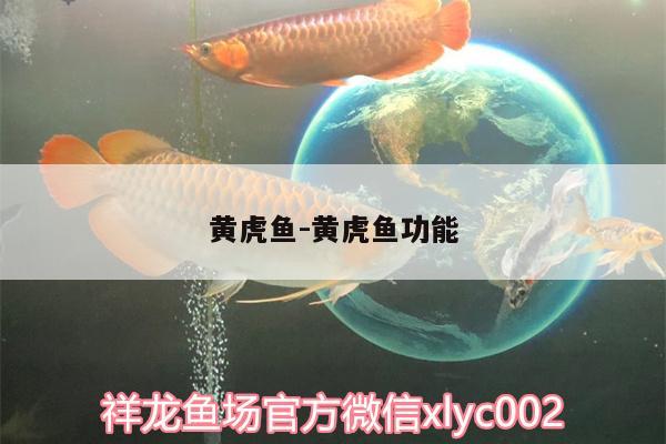 黃虎魚:黃虎魚功能 虎魚百科