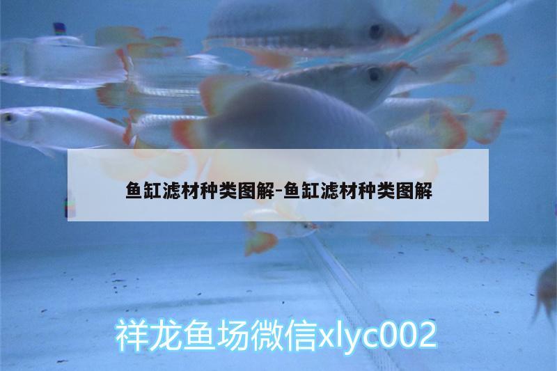 魚缸濾材種類圖解:魚缸濾材種類圖解