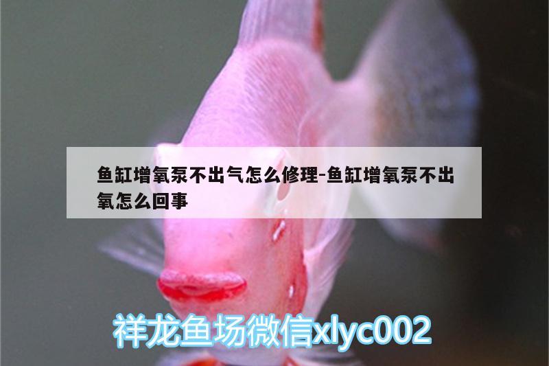 魚缸增氧泵不出氣怎么修理:魚缸增氧泵不出氧怎么回事