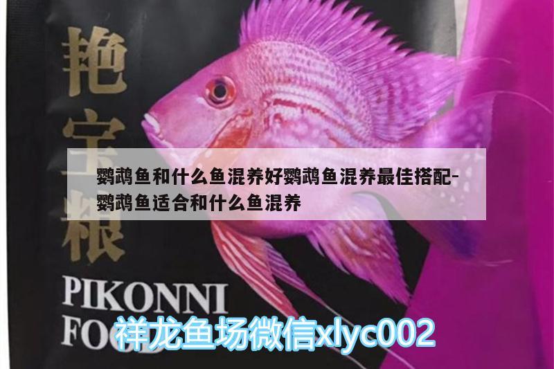 鸚鵡魚(yú)和什么魚(yú)混養(yǎng)好鸚鵡魚(yú)混養(yǎng)最佳搭配:鸚鵡魚(yú)適合和什么魚(yú)混養(yǎng) 鸚鵡魚(yú)