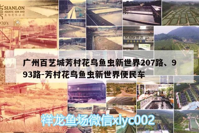 廣州百藝城芳村花鳥魚蟲新世界207路、993路:芳村花鳥魚蟲新世界便民車 七彩神仙魚