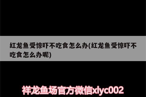 紅龍魚受驚嚇不吃食怎么辦(紅龍魚受驚嚇不吃食怎么辦呢)