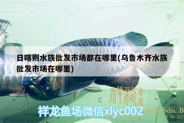 日喀則水族批發(fā)市場都在哪里(烏魯木齊水族批發(fā)市場在哪里) 觀賞魚水族批發(fā)市場