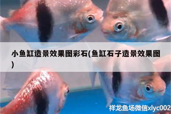 小魚缸造景效果圖彩石(魚缸石子造景效果圖) 哥倫比亞巨暴魚苗