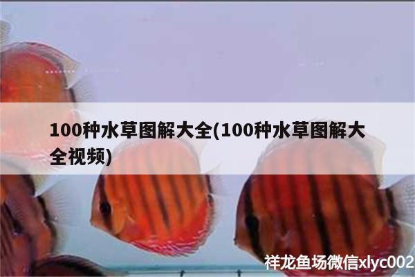 100種水草圖解大全(100種水草圖解大全視頻)