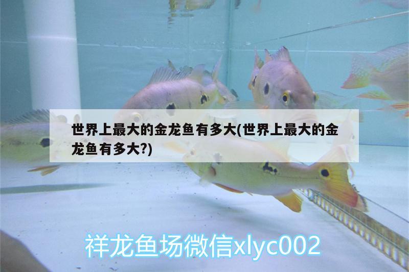 世界上最大的金龍魚(yú)有多大(世界上最大的金龍魚(yú)有多大?)