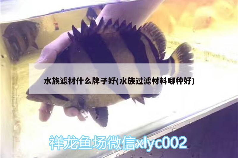 水族濾材什么牌子好(水族過濾材料哪種好) 黃金招財貓魚