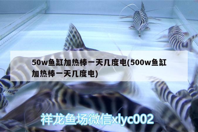 50w魚缸加熱棒一天幾度電(500w魚缸加熱棒一天幾度電) 白子金龍魚