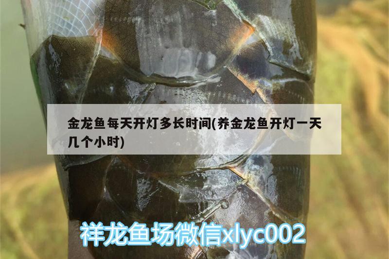 金龍魚每天開燈多長時間(養(yǎng)金龍魚開燈一天幾個小時)