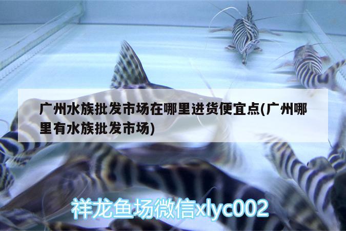 廣州水族批發(fā)市場在哪里進貨便宜點(廣州哪里有水族批發(fā)市場) 觀賞魚水族批發(fā)市場