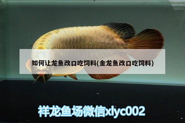 如何讓龍魚改口吃飼料(金龍魚改口吃飼料)