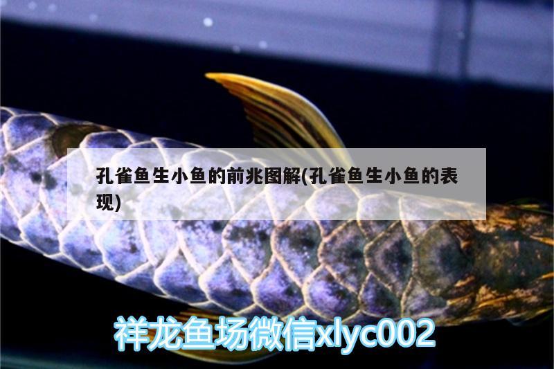 孔雀魚生小魚的前兆圖解(孔雀魚生小魚的表現(xiàn)) 福滿鉆魚