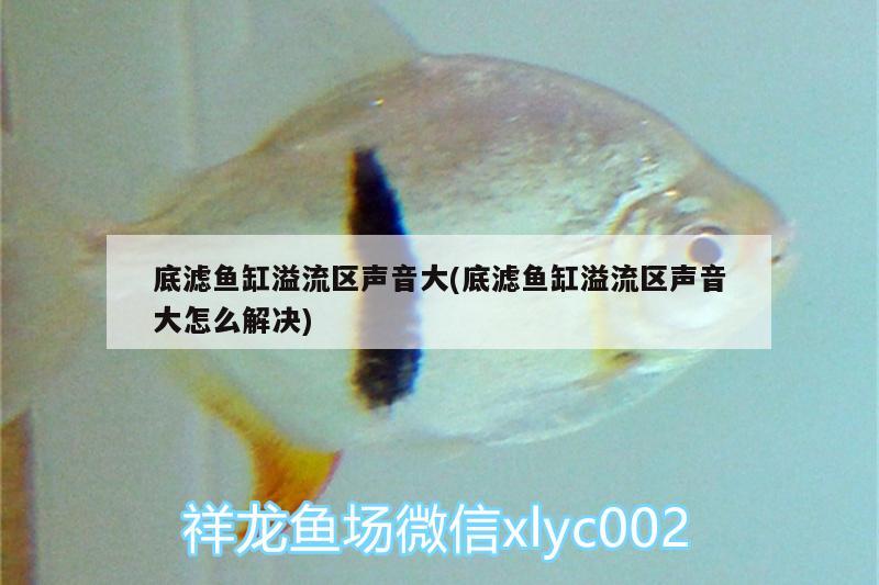 底濾魚缸溢流區(qū)聲音大(底濾魚缸溢流區(qū)聲音大怎么解決)