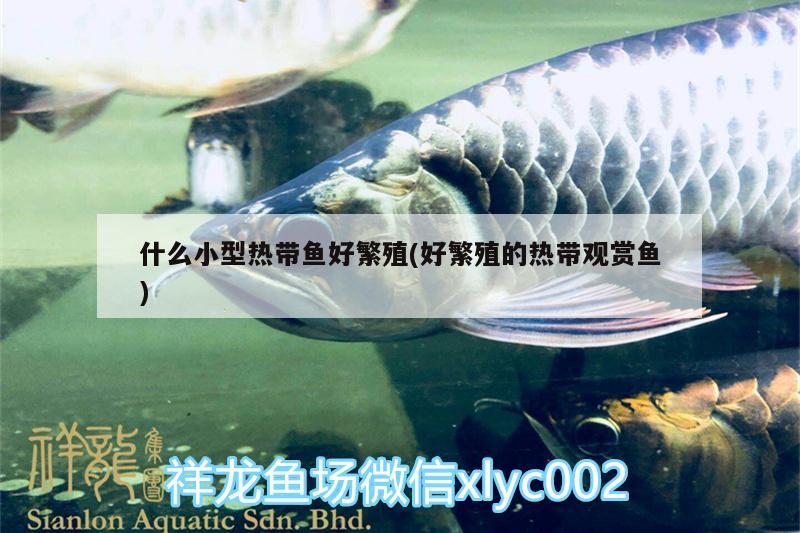 什么小型熱帶魚好繁殖(好繁殖的熱帶觀賞魚) 廣州水族器材濾材批發(fā)市場