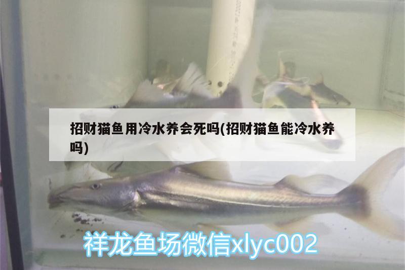 招財貓魚用冷水養(yǎng)會死嗎(招財貓魚能冷水養(yǎng)嗎)