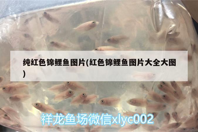 純紅色錦鯉魚圖片(紅色錦鯉魚圖片大全大圖) 馬拉莫寶石魚苗