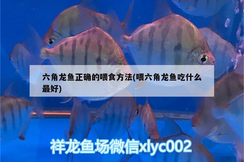 六角龍魚正確的喂食方法(喂六角龍魚吃什么最好) 元寶鯽