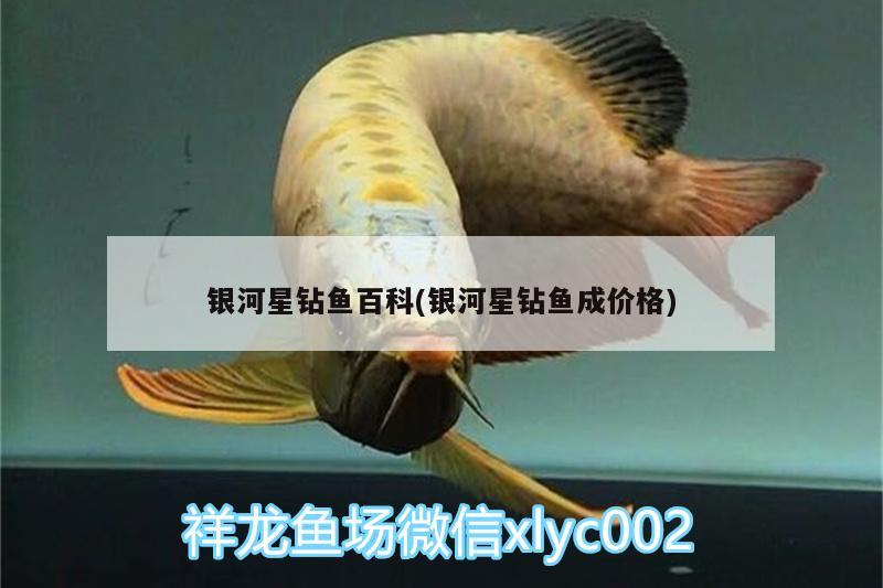 銀河星鉆魚百科(銀河星鉆魚成價格) 銀河星鉆魚