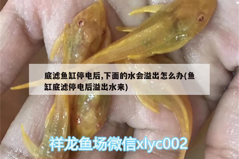 底濾魚缸停電后,下面的水會溢出怎么辦(魚缸底濾停電后溢出水來) 銀龍魚苗