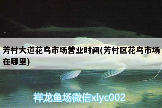 芳村大道花鳥市場營業(yè)時(shí)間(芳村區(qū)花鳥市場在哪里) 大嘴鯨魚