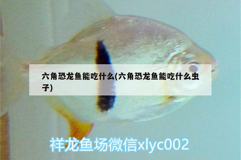 六角恐龍魚能吃什么(六角恐龍魚能吃什么蟲子)