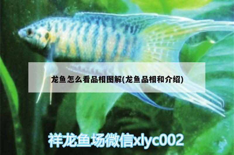 龍魚怎么看品相圖解(龍魚品相和介紹)