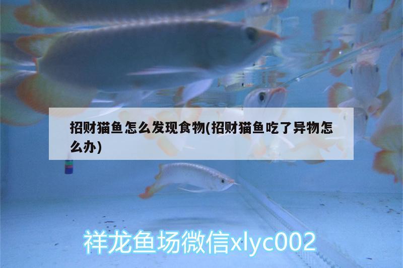 招財(cái)貓魚(yú)怎么發(fā)現(xiàn)食物(招財(cái)貓魚(yú)吃了異物怎么辦)