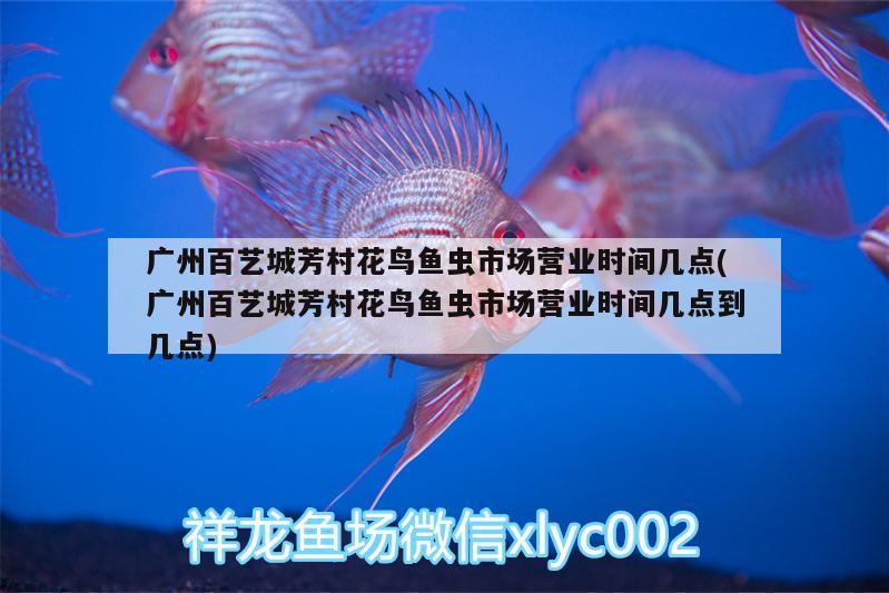 廣州百藝城芳村花鳥(niǎo)魚(yú)蟲(chóng)市場(chǎng)營(yíng)業(yè)時(shí)間幾點(diǎn)(廣州百藝城芳村花鳥(niǎo)魚(yú)蟲(chóng)市場(chǎng)營(yíng)業(yè)時(shí)間幾點(diǎn)到幾點(diǎn)) 泰國(guó)雪鯽魚(yú)