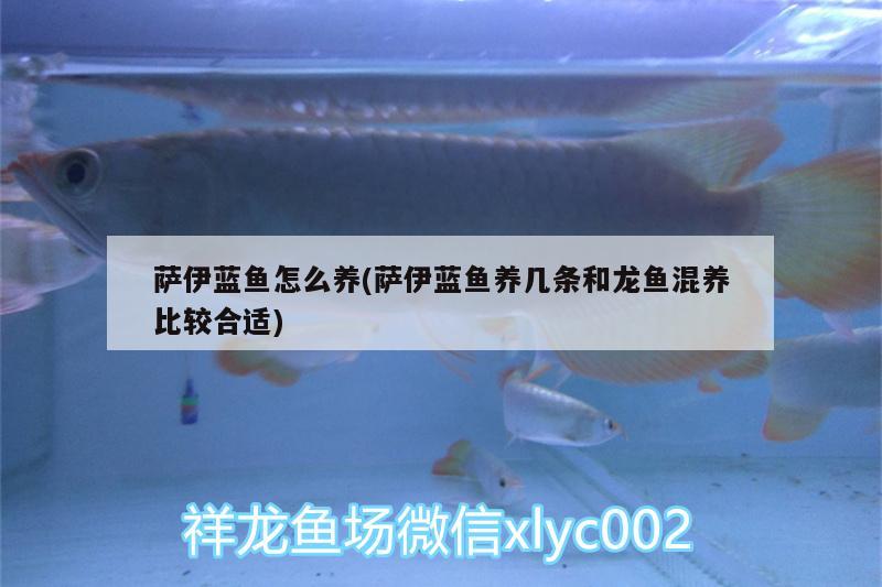 薩伊藍(lán)魚(yú)怎么養(yǎng)(薩伊藍(lán)魚(yú)養(yǎng)幾條和龍魚(yú)混養(yǎng)比較合適)