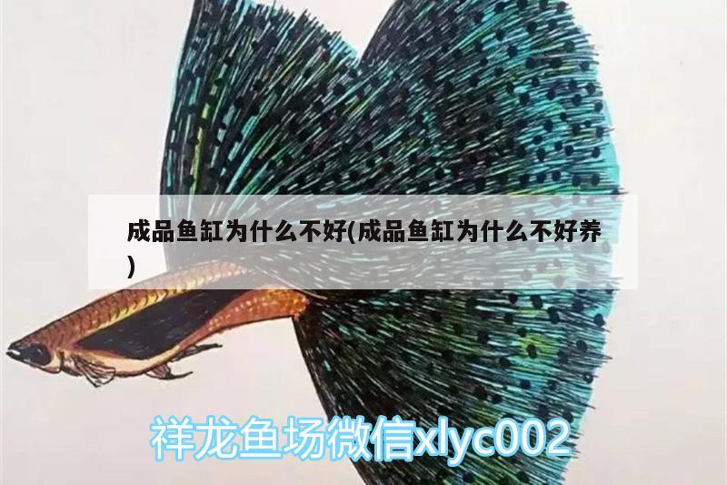 成品魚(yú)缸為什么不好(成品魚(yú)缸為什么不好養(yǎng)) 雪龍魚(yú)