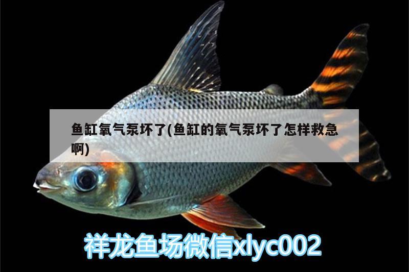 魚缸氧氣泵壞了(魚缸的氧氣泵壞了怎樣救急啊)