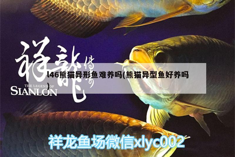 l46熊貓異形魚難養(yǎng)嗎(熊貓異型魚好養(yǎng)嗎) 斑馬鴨嘴魚