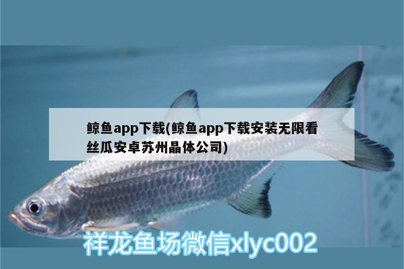 鯨魚app下載(鯨魚app下載安裝無限看絲瓜安卓蘇州晶體公司)