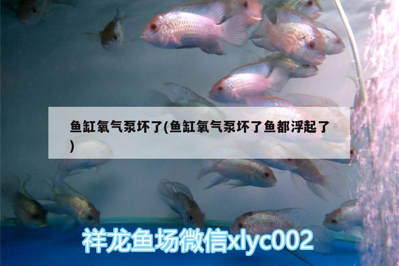 魚缸氧氣泵壞了(魚缸氧氣泵壞了魚都浮起了)