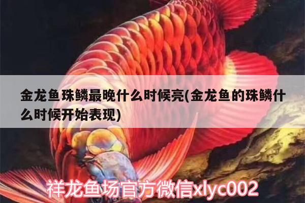 金龍魚(yú)珠鱗最晚什么時(shí)候亮(金龍魚(yú)的珠鱗什么時(shí)候開(kāi)始表現(xiàn))